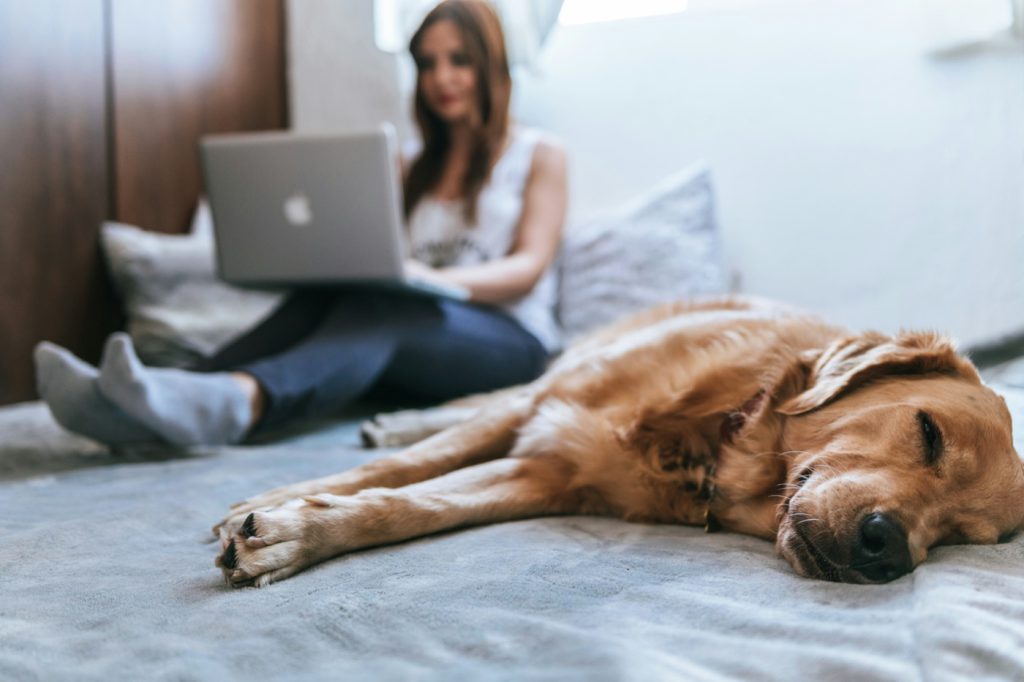 Junge Frau sitzt mit einem Laptop auf den Beinen auf einem Bett. Zu ihren Füßen liegt ein Hund mit gold-braunem Fell und schläft.