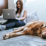 Junge Frau sitzt mit einem Laptop auf den Beinen auf einem Bett. Zu ihren Füßen liegt ein Hund mit gold-braunem Fell und schläft.